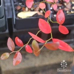 Blueberry Brightwell 12 Blueberry Brightwell -Plant Seed Store brightwell autumn colour