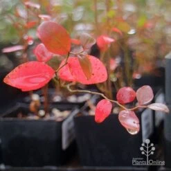 Blueberry Brightwell 13 Blueberry Brightwell -Plant Seed Store brightwell blueberry autumn colour
