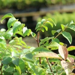 Burdekin Plum - Pleiogynium 20 Burdekin Plum - Pleiogynium -Plant Seed Store burdekin shoot