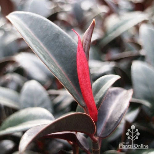 Ficus Elastica Burgundy - Rubber Plant 6 Ficus Elastica Burgundy - Rubber Plant - Image 6