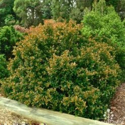 Syzygium Bush Christmas - Lilly Pilly 20 Syzygium Bush Christmas - Lilly Pilly -Plant Seed Store bush christmas syzygium
