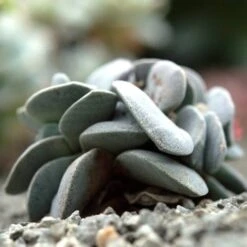 Crassula Dubia - Succulent 11 Crassula Dubia - Succulent -Plant Seed Store cactus dubai 1