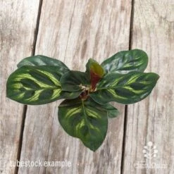 Calathea Makoyana - Peacock Plant -Plant Seed Store calathea makoyane leaf 1