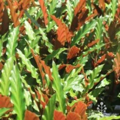 Calathea Rufibarba - Velvet Calathea 8 Calathea Rufibarba - Velvet Calathea -Plant Seed Store calathea sunlit 500 1