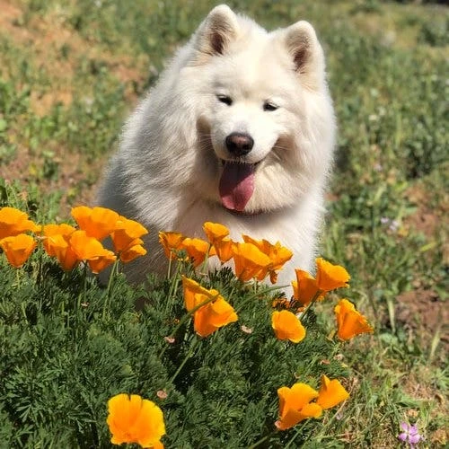 Californian Poppy Double - Seed 1 Californian Poppy Double - Seed