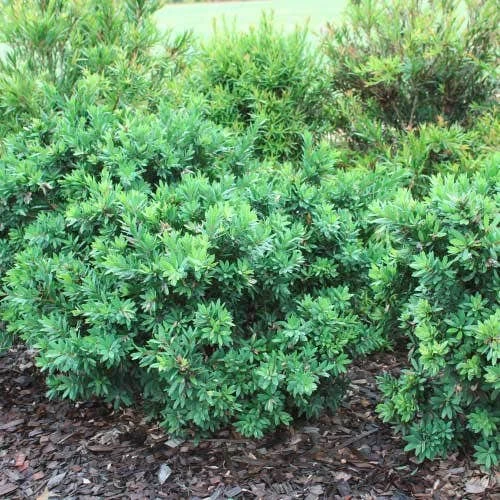 Callistemon Better John 5 Callistemon Better John - Image 5