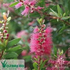 Callistemon Candy Burst 25 Callistemon Candy Burst -Plant Seed Store callistemon candy burst