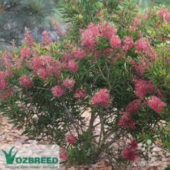Callistemon Candy Burst 26 Callistemon Candy Burst -Plant Seed Store callistemon candy burst bush