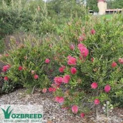 Callistemon Fluro Burst -Plant Seed Store callistemon fluro burst bush