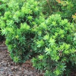 Callistemon Green John 25 Callistemon Green John -Plant Seed Store callistemon green john 500