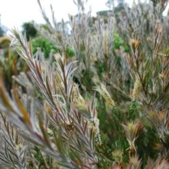Callistemon Summer Days™ 8 Callistemon Summer Days™ -Plant Seed Store callistemon summer days foliage