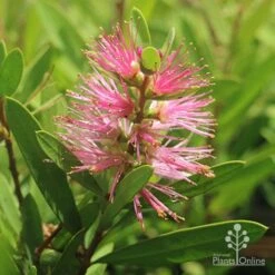 Callistemon Sweet Burst 25 Callistemon Sweet Burst -Plant Seed Store callistemon sweet burst tubestock flower