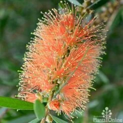 Callistemon Tangerine Dream 15 Callistemon Tangerine Dream -Plant Seed Store callistemon tangerine dream