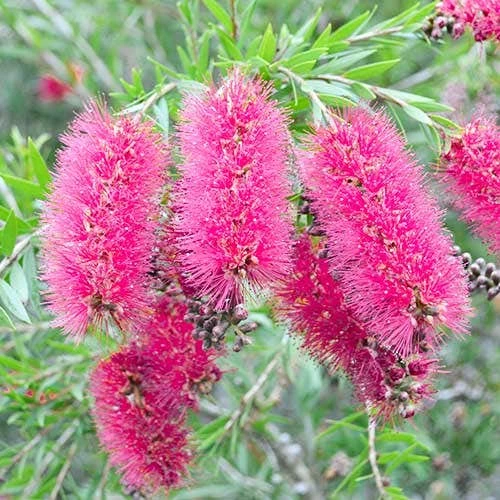 Callistemon Taree Pink 1 Callistemon Taree Pink