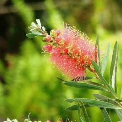 Callistemon Pink Champagne 16 Callistemon Pink Champagne -Plant Seed Store callistemon pink champagne 5