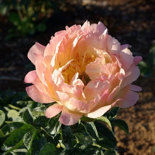 Peony Canary Brilliants - 1 Bulb 2 Peony Canary Brilliants - 1 Bulb - Image 2