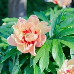 Peony Canary Brilliants - 1 Bulb 13 Peony Canary Brilliants - 1 Bulb -Plant Seed Store canary brilliants