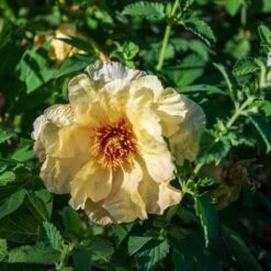 Peony Canary Brilliants - 1 Bulb 21 Peony Canary Brilliants - 1 Bulb -Plant Seed Store canary brilliants 3