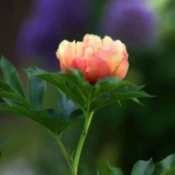 Peony Canary Brilliants - 1 Bulb 16 Peony Canary Brilliants - 1 Bulb -Plant Seed Store canary brilliants bud