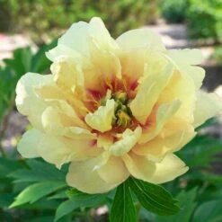 Peony Canary Brilliants - 1 Bulb 14 Peony Canary Brilliants - 1 Bulb -Plant Seed Store canary brilliants fd richards flickr 3