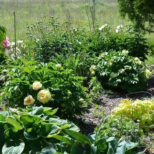 Peony Canary Brilliants - 1 Bulb 8 Peony Canary Brilliants - 1 Bulb - Image 8