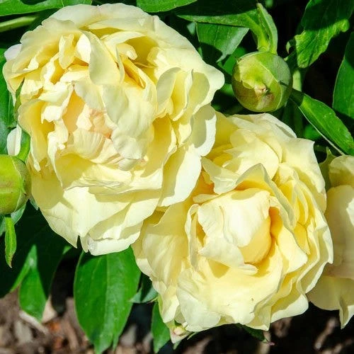 Peony Canary Brilliants - 1 Bulb 5 Peony Canary Brilliants - 1 Bulb - Image 5