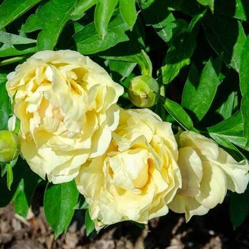 Peony Canary Brilliants - 1 Bulb 10 Peony Canary Brilliants - 1 Bulb - Image 10