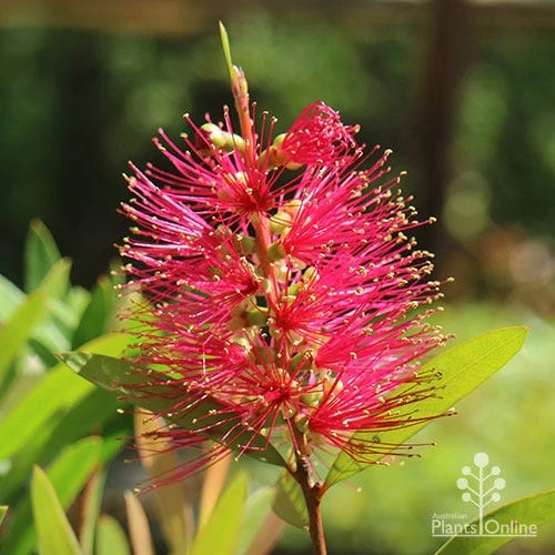 Callistemon Candy Burst 2 Callistemon Candy Burst - Image 2
