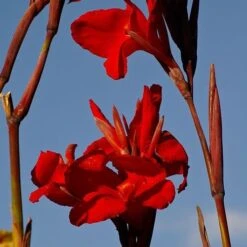 Canna Americana - 1 Bulb 8 Canna Americana - 1 Bulb -Plant Seed Store canna lilies red