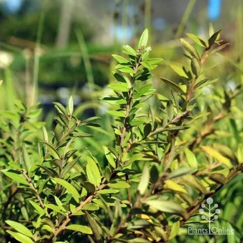 Grevillea Canterbury Gold 6 Grevillea Canterbury Gold - Image 6