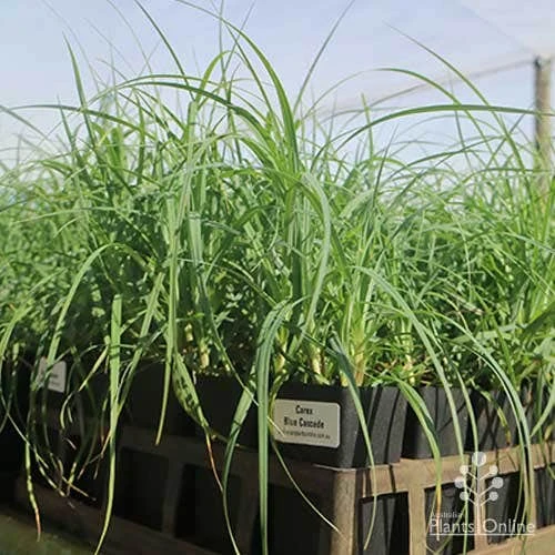 Carex Blue Cascade 2 Carex Blue Cascade - Image 2