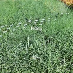 Carex Blue Cascade 9 Carex Blue Cascade -Plant Seed Store carex v festuca compare