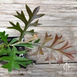 Grevillea Carpet Layer 13 Grevillea Carpet Layer -Plant Seed Store carpet layer leaf 1