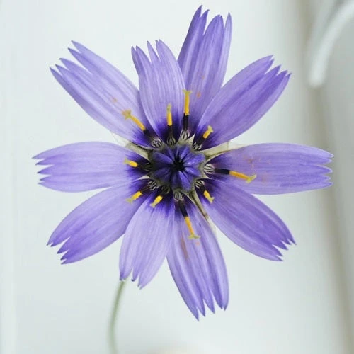 Catananche - Cupid's Dart - Seed 2 Catananche - Cupid's Dart - Seed - Image 2