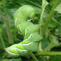 Nature's Way Dipel Caterpillar Killer 40g 5 Nature's Way Dipel Caterpillar Killer 40g -Plant Seed Store caterpillar