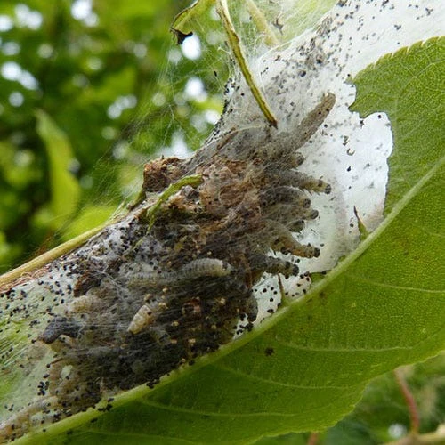 Nature's Way Dipel Caterpillar Killer 40g 2 Nature's Way Dipel Caterpillar Killer 40g - Image 2