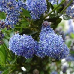 Ceanothus Blue Pacific - Californian Lilac