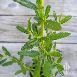 Ceanothus Blue Pacific - Californian Lilac -Plant Seed Store ceanothus blue pacific leaf