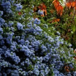 Ceanothus Blue Pacific - Californian Lilac -Plant Seed Store ceanothus bush