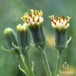 Senecio Chalk Sticks - Succulent 20 Senecio Chalk Sticks - Succulent -Plant Seed Store chalk sticks flowers side