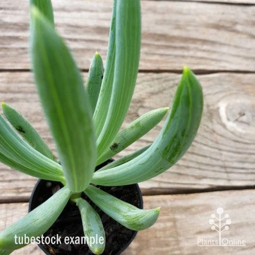 Senecio Chalk Sticks - Succulent 9 Senecio Chalk Sticks - Succulent - Image 9