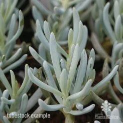Senecio Chalk Sticks - Succulent 19 Senecio Chalk Sticks - Succulent -Plant Seed Store chalksticks tubestock