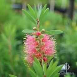 Callistemon Pink Champagne 25 Callistemon Pink Champagne -Plant Seed Store champagne callistemon