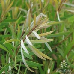 Callistemon Pink Champagne 21 Callistemon Pink Champagne -Plant Seed Store champagne img 6052