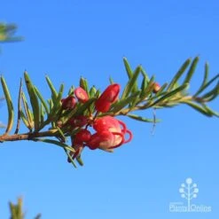 Grevillea Cherry Ripe 9 Grevillea Cherry Ripe -Plant Seed Store cherry ripe flower 1