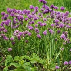 Chives - Seed -Plant Seed Store chives 1410611 960 720 2