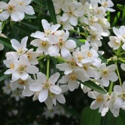 Choisya - Mexican Orange Blossom -Plant Seed Store choisya flowering