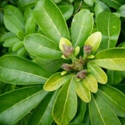 Choisya - Mexican Orange Blossom -Plant Seed Store choisya ternata leaves 1