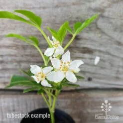 Choisya - Mexican Orange Blossom -Plant Seed Store choisya tubestock