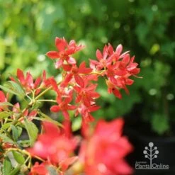 Ceratopetalum Alberys Red - Christmas Bush -Plant Seed Store christmas bush flowers